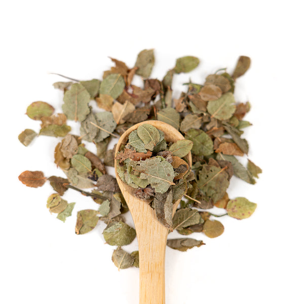 Wooden spoon of Organic Bilberry Leaves on a white background.