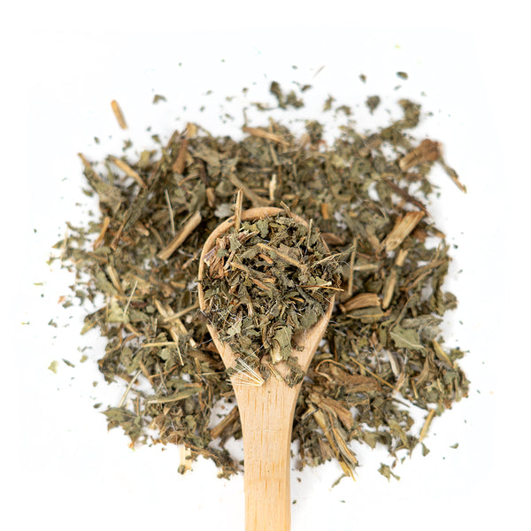 Wooden spoon of Organic Blessed Thistle on a white background.