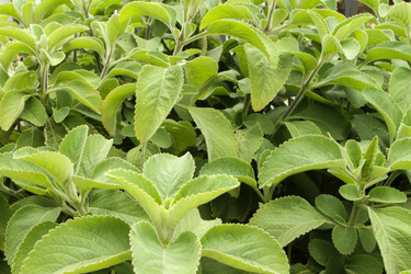 Close-up of lush green Boldo leaves, with serrated edges and a velvety texture.