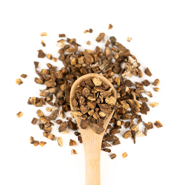 Wooden spoon of Organic Burdock Root on a white background.