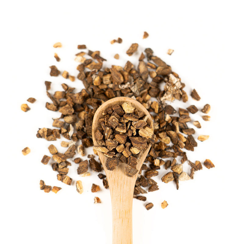 Wooden spoon of Organic Burdock Root on a white background.