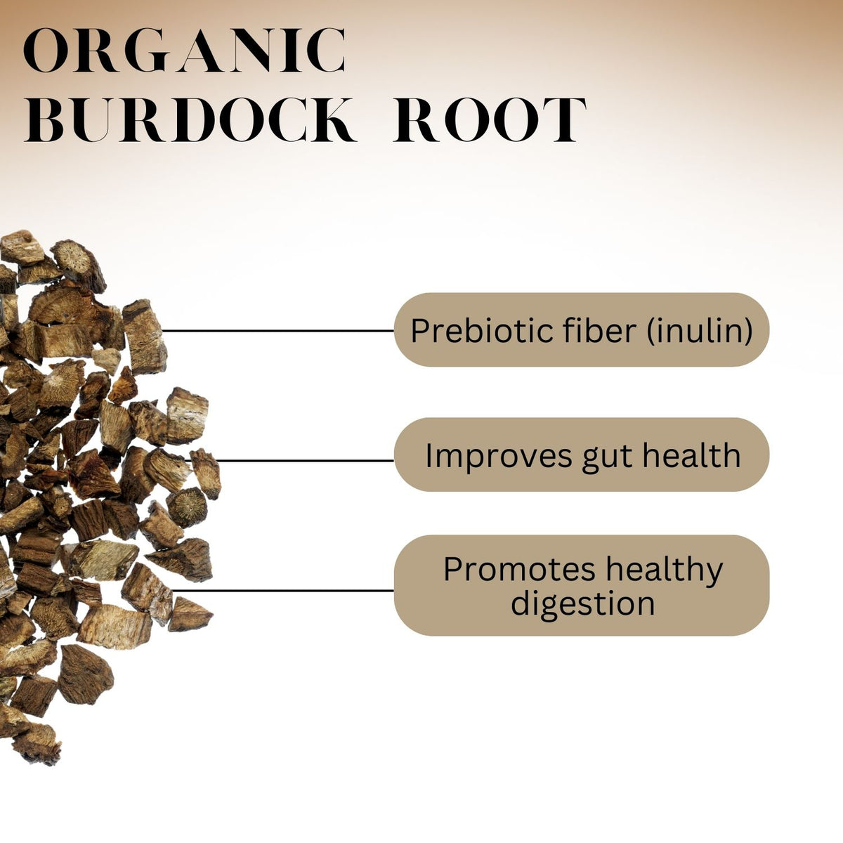 Infographic titled ‘Organic Burdock Root’ showing chopped burdock root pieces on the left with labeled benefits including prebiotic fiber (inulin), improved gut health, and healthy digestion.