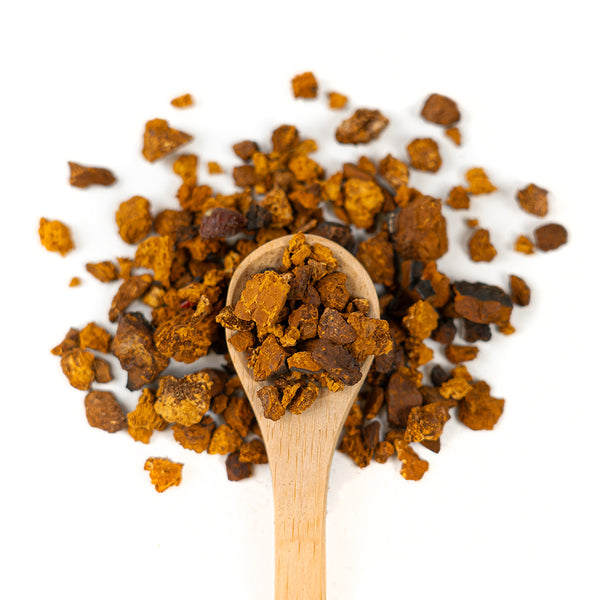 Wooden spoon of Organic Chaga Mushroom on a white background.