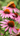 echinacea flower