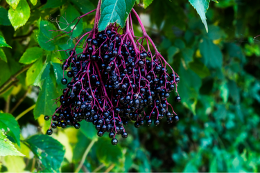 Close-up of ripe elderberries hanging in clusters on red stems among green leaves.