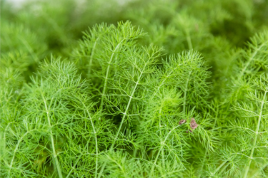 Close-up of fresh fennel plants with feathery green leaves growing in a garden.