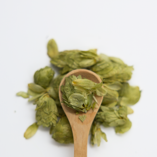 Dried green hops flowers in a wooden spoon on a white background