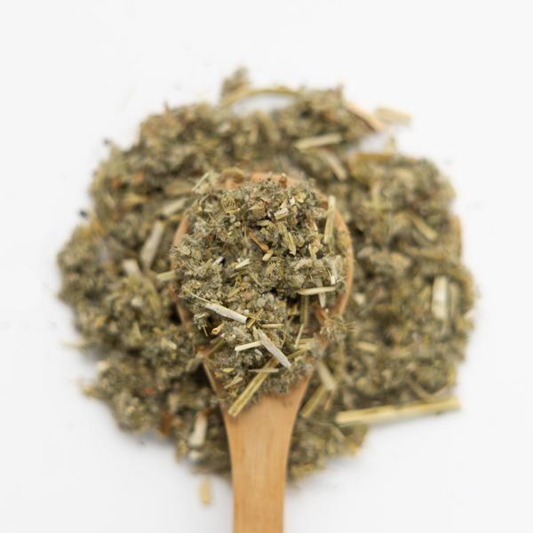 Wooden spoon filled with horehound herbs on a white background