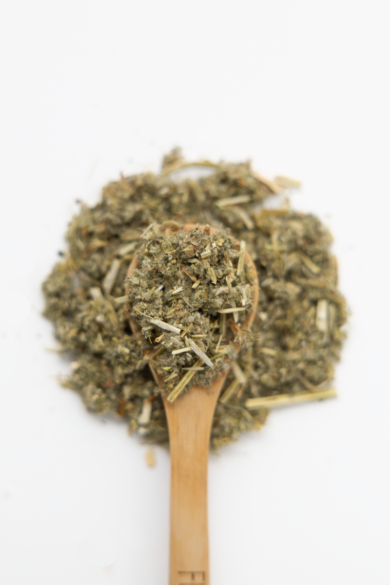 Wooden spoon filled with horehound herbs on a white background