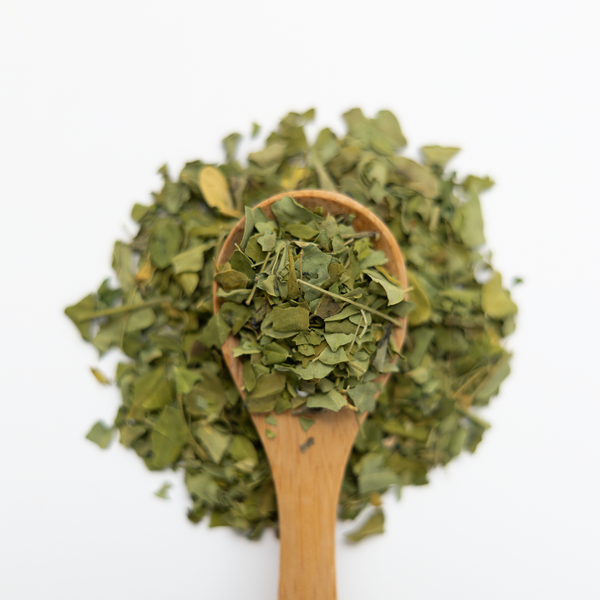 Wooden spoon filled with green moringa leaves on a white background