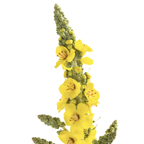 Mullein plant for leaf tea