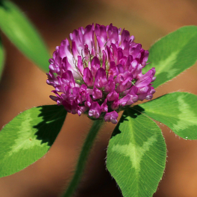 Close-up of a red clover flower with green leaves on a blurred background