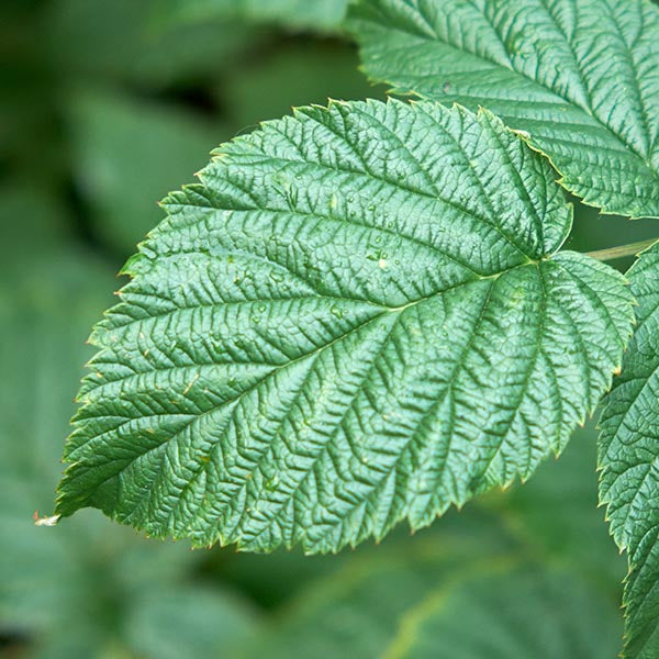 Raspberry leaf