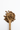 Wooden spoon filled with sarsaparilla on a white background