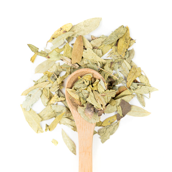 Wooden spoon of Organic Senna Leaf on a white background.
