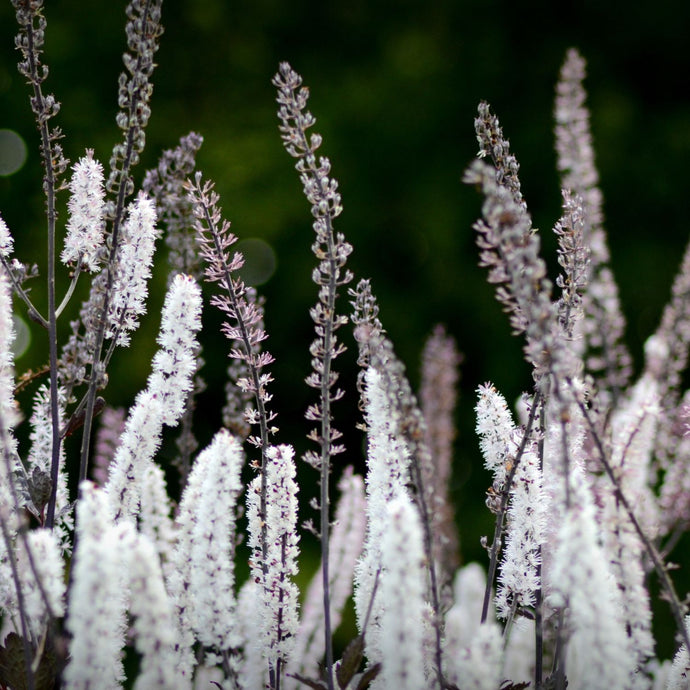 Tall white flowering stalks of a Black Cohosh plant with green foliage in the background.