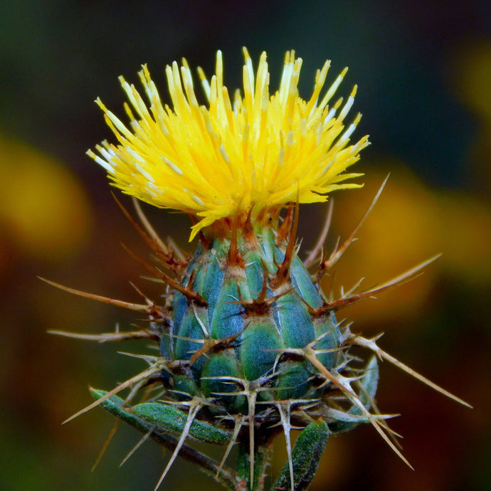 Close-up of a yellow thistle flower with sharp green spines and a blurred background.