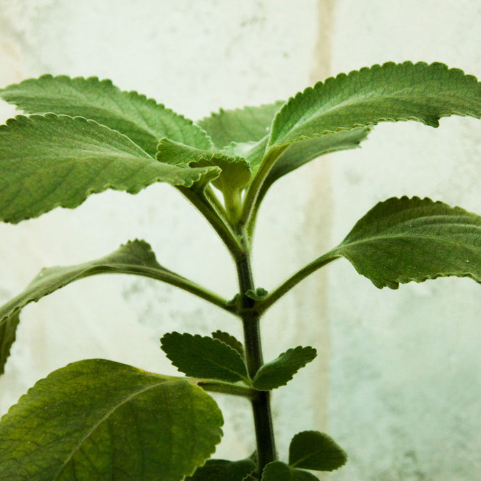 A close up of a Boldo plant.