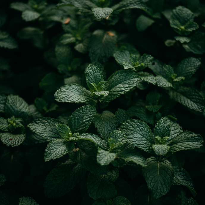 Close-up of spearmint leaves with a dark background