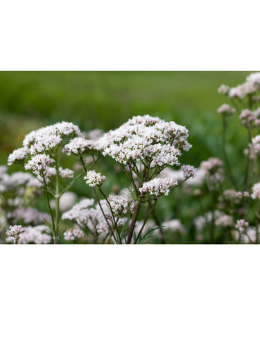 Close up picture of valerian root flowers with a blurry background. 