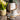 White teacup filled with wild lettuce tea on a square saucer beside a wooden spoon labeled ‘Full Leaf Tea Co.’ holding dried wild lettuce leaves, with potted plants in the background on a rustic wooden surface.