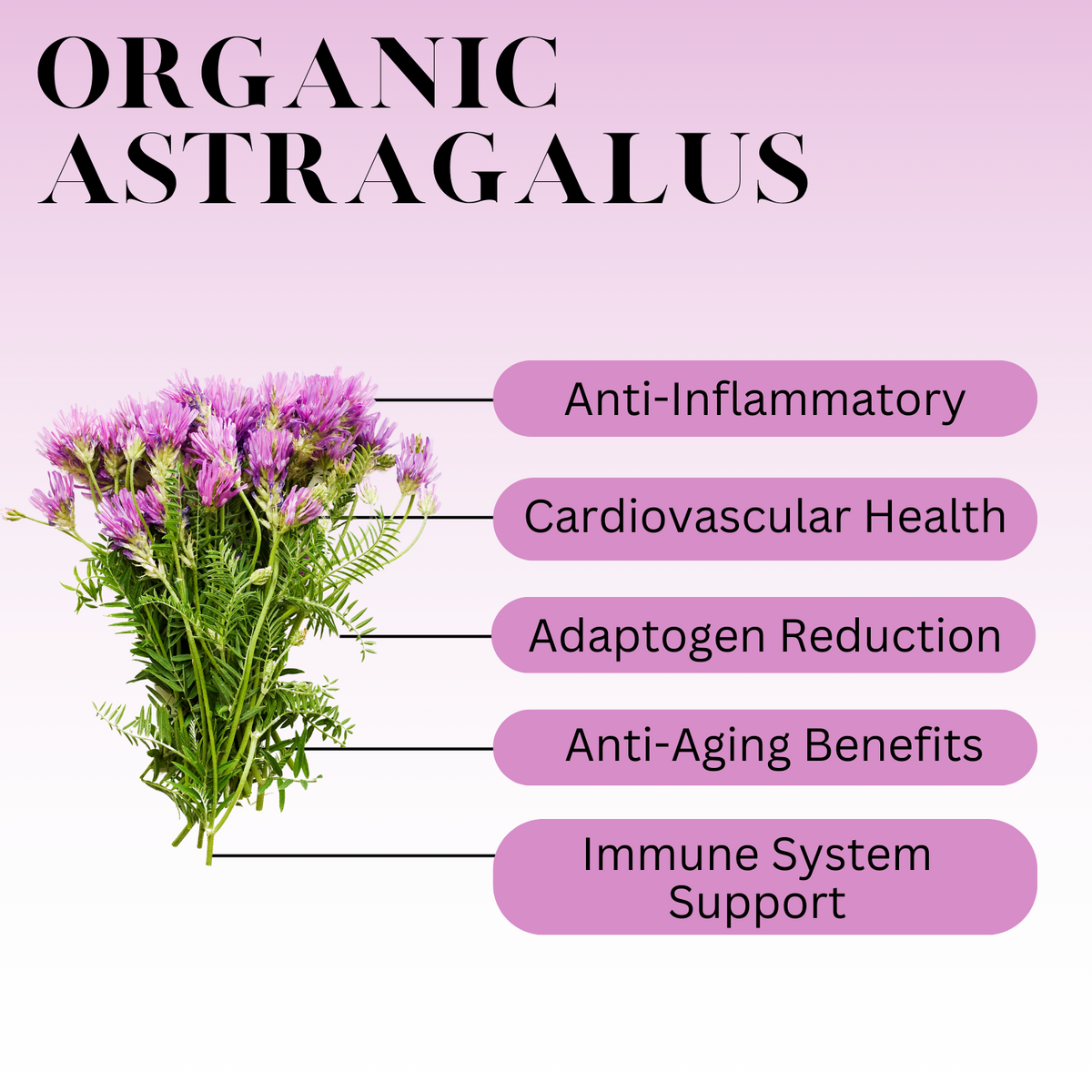 Infographic showing the benefits of organic astragalus with a bouquet of purple flowers, highlighting anti-inflammatory, cardiovascular health, adaptogen reduction, anti-aging, and immune system support.