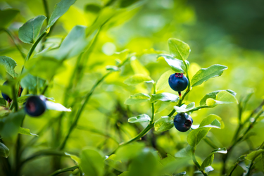 Close-up of bilberry plant with ripe dark blue berries among bright green leaves in natural sunlight.