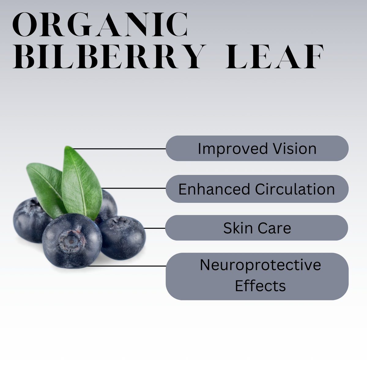 Infographic titled ‘Organic Bilberry Leaf’ showing blueberries and green leaves on the left, with labeled benefits including improved vision, enhanced circulation, skin care, and neuroprotective effects on the right.