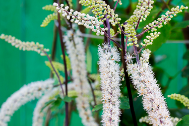 Close-up of black cohosh plant with tall spikes of small white flowers and dark purple stems against a green background.