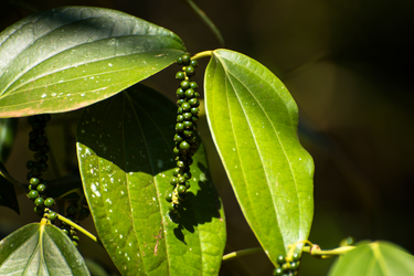 Close-up of black pepper plant with green unripe peppercorn clusters hanging from glossy leaves in sunlight.