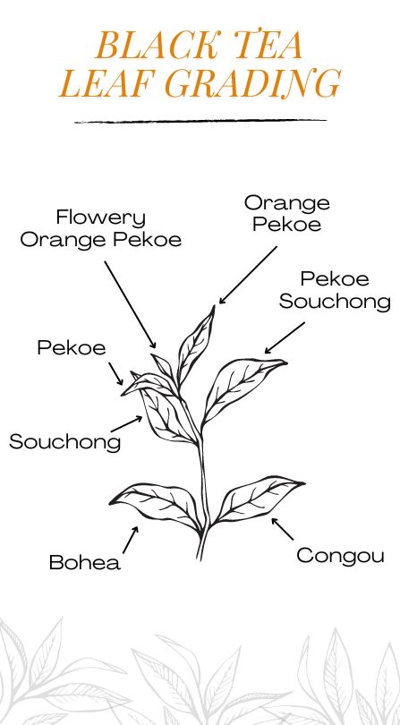What is Orange Pekoe? Grades of Black Tea – Full Leaf Tea Company