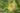 Close-up of a yellow blessed thistle flower surrounded by sharp green spiny leaves and thorns.
