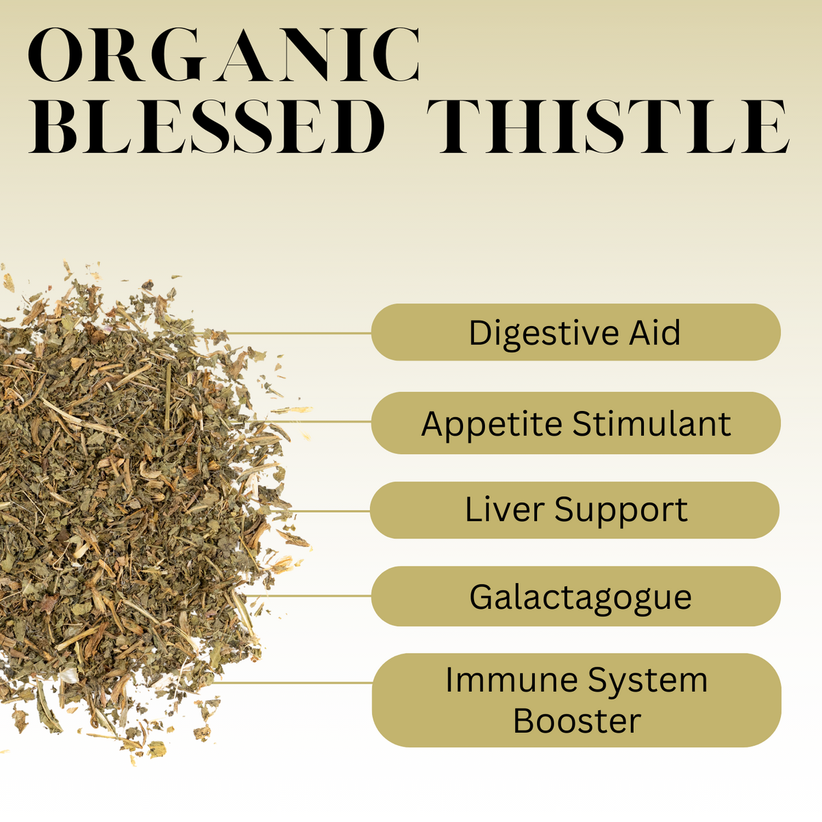 Infographic titled ‘Organic Blessed Thistle’ showing a pile of dried blessed thistle on the left with labeled benefits including digestive aid, appetite stimulant, liver support, galactagogue, and immune system booster.