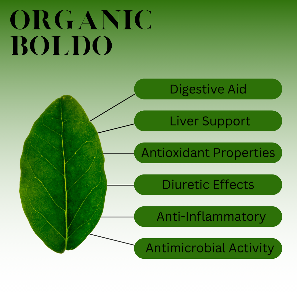 Graphic for Organic Boldo. Text reads: Digestive Aid, Liver Support, Antioxidant Properties, Diuretic Effects, Anti-Inflammatory, Antimicrobial Activity