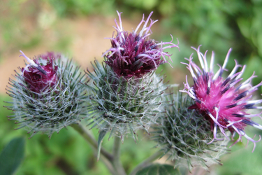 Close-up of burdock flowers with purple blooms and spiky green heads in a natural setting.