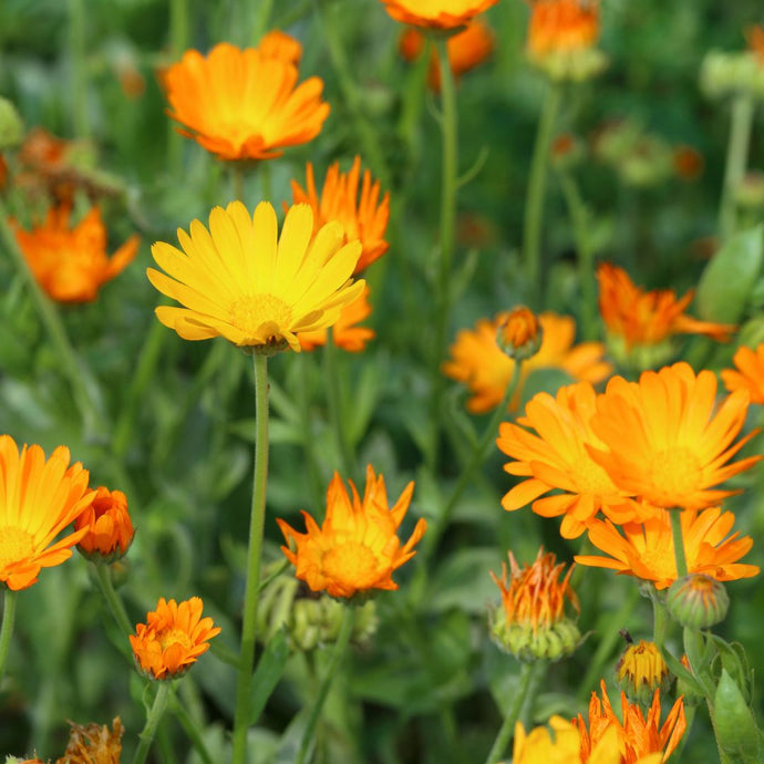 Close-up of orange and yellow calendula flowers with a blurred green background