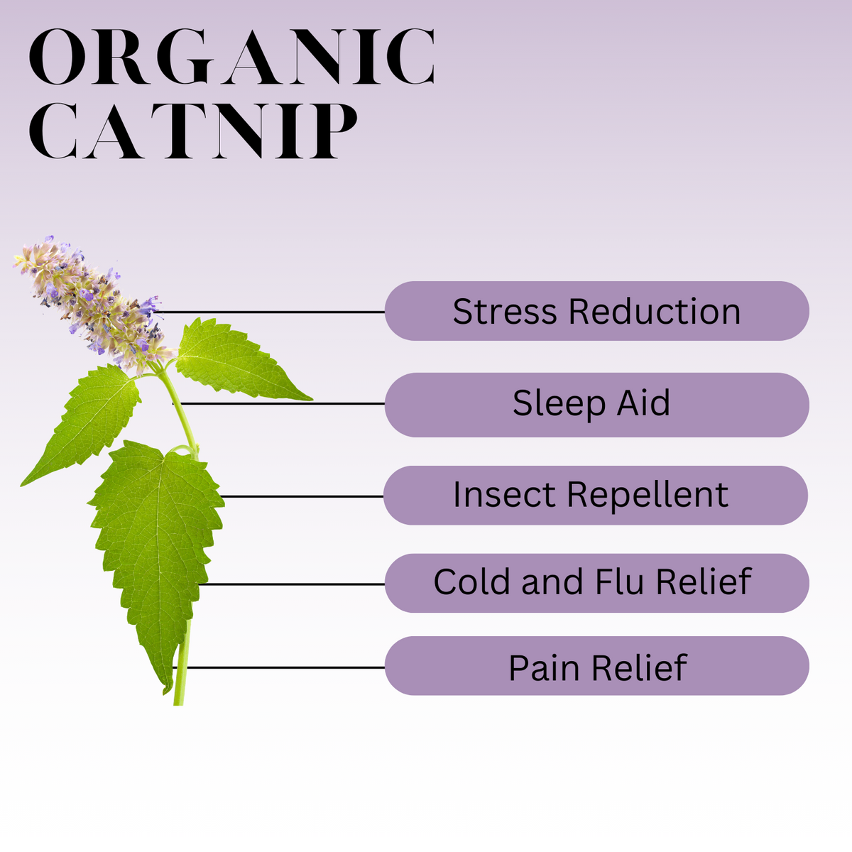 An infographic for Organic Catnip with these words: Stress Reduction, Sleep Aid, Insect Repellent, Cold and Flu Relief, Pain Relief