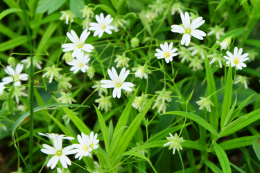 A close-up of a chickweed plant.