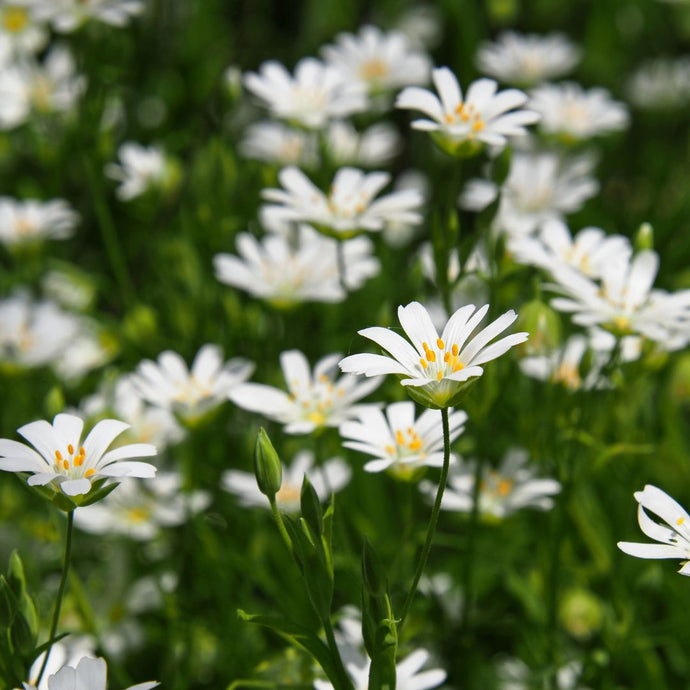 Chickweed flowers with yellow centers in a field of green grass
