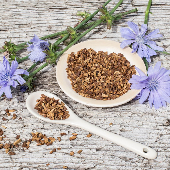 Dried chicory on a spoon and plate with chicory flowers on a wooden surface