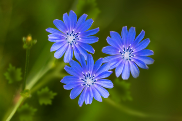 Close-up of vibrant blue chicory flowers blooming against a soft green background.