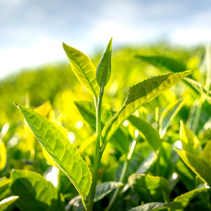 Close-up of china green tea leaves with a blurred background