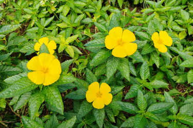Close-up of bright yellow Damiana flowers with five petals surrounded by lush green leaves in a garden setting.