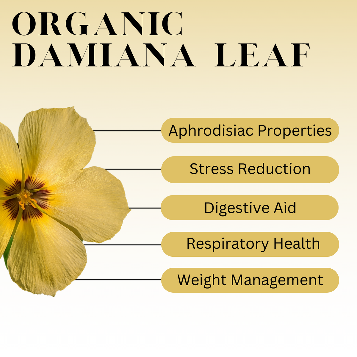 Infographic titled “Organic Damiana Leaf” with a yellow flower on the left and labeled benefits on the right: aphrodisiac properties, stress reduction, digestive aid, respiratory health, and weight management.