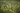 A field of dandelions in bloom.