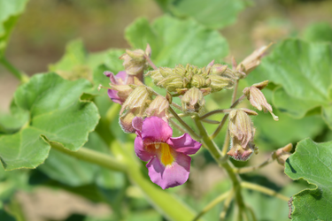 Close-up of devil’s claw plant with green leaves and purple tubular flowers in sunlight.