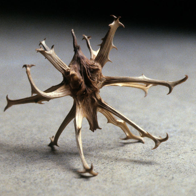 Example of devil's claw plant on a gray surface
