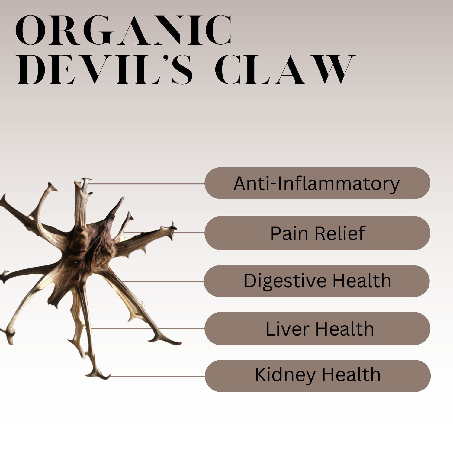 Devil Claw Function What Is Devil's Claw? History, Benefits, & More – Full Leaf Tea Company
