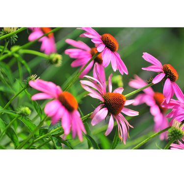 A close up image of echinacea flowers blooming with a blurred background. 