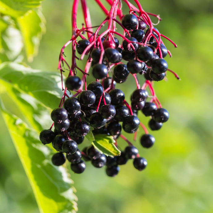 Cluster of black berries with red stems on a green leafy background